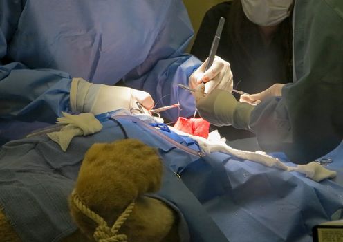A vet suturing the stomach of a lioness