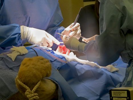 A vet suturing the stomach of a lioness