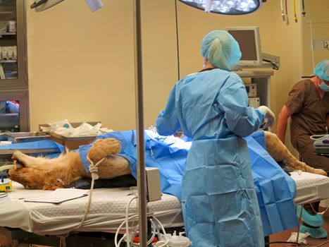 TAMPA, FLORIDA - MAY 3: the vets at Busch Gardens Tampa suturing the stomach of a lioness on May 3, 2015 in Tampa, Florida.