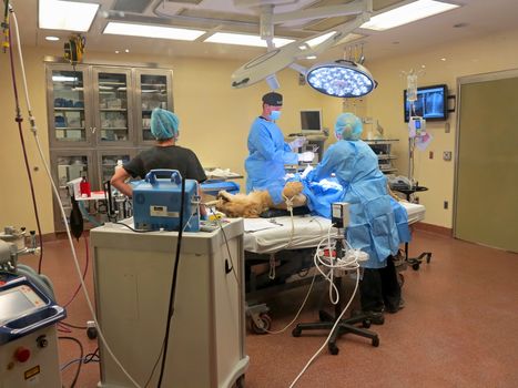 TAMPA, FLORIDA - MAY 3: the vets at Busch Gardens Tampa suturing the stomach of a lioness on May 3, 2015 in Tampa, Florida.