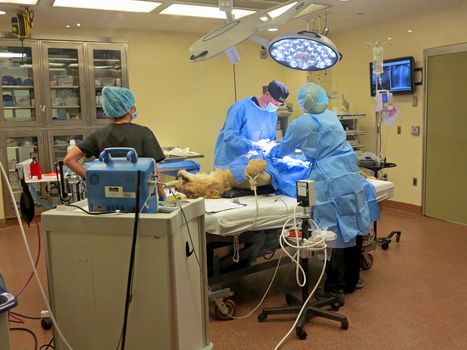 TAMPA, FLORIDA - MAY 3: the vets at Busch Gardens Tampa suturing the stomach of a lioness on May 3, 2015 in Tampa, Florida.