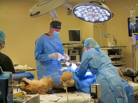 TAMPA, FLORIDA - MAY 3: the vets at Busch Gardens Tampa suturing the stomach of a lioness on May 3, 2015 in Tampa, Florida.