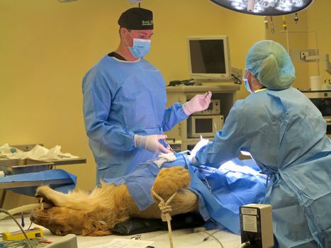 TAMPA, FLORIDA - MAY 3: the vets at Busch Gardens Tampa suturing the stomach of a lioness on May 3, 2015 in Tampa, Florida.