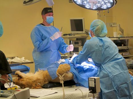 TAMPA, FLORIDA - MAY 3: the vets at Busch Gardens Tampa suturing the stomach of a lioness on May 3, 2015 in Tampa, Florida.