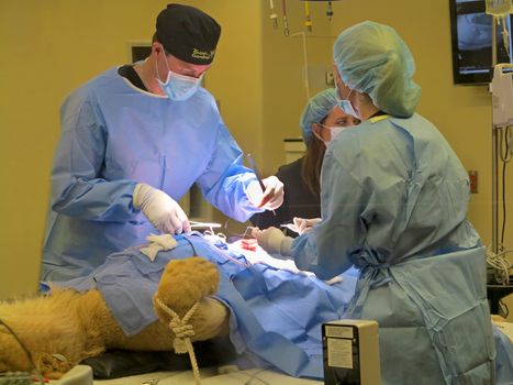 TAMPA, FLORIDA - MAY 3: the vets at Busch Gardens Tampa suturing the stomach of a lioness on May 3, 2015 in Tampa, Florida.