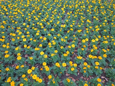 A large bunch of Dwarf French marigolds