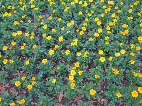 A large bunch of Dwarf French marigolds