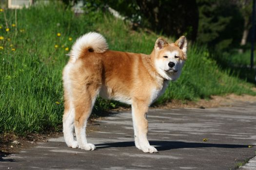 Puppy of Japanese dog Akita Inu posing in the street