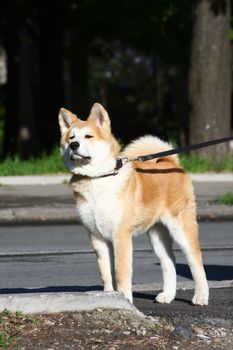 Puppy of Japanese dog Akita Inu posing in the street