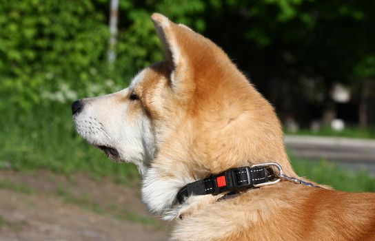 Portrait of the puppy of Japanese dog Akita Inu 