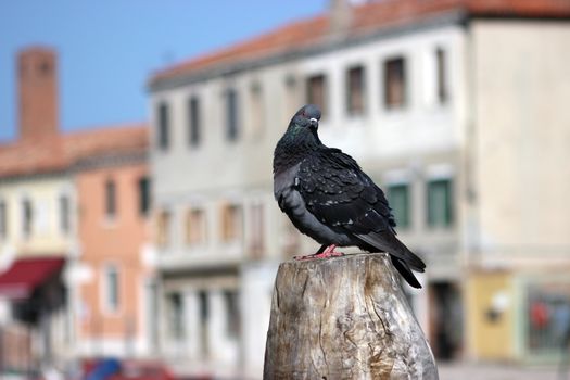 Feral pigeon - Venetian historic buildings in the background
