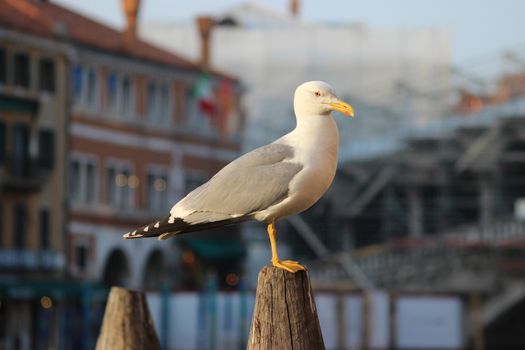 Seagull Standing On A Wooden Post In Venice, Italy