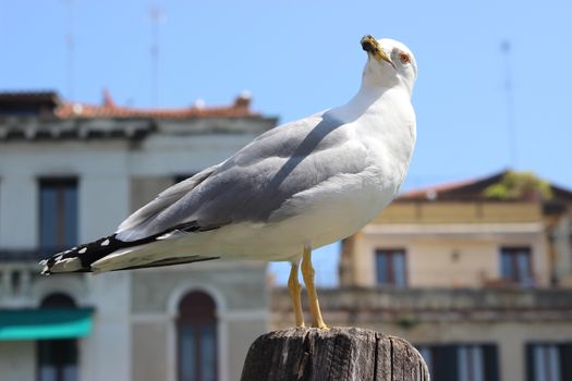 Close up of Seagull in Venice Italia