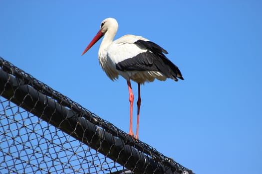 The White Storks of Alsace
