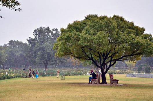 Chandigarh, India - January 4, 2015: Tourist visit Zakir Hussain Rose Garden on January 4, 2015 in Chandigarh, India. Zakir Hussain Rose Garden, is a botanical garden with 50,000 rose-bushes of 1600 different species.