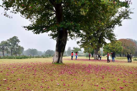 Chandigarh, India - January 4, 2015: Tourist visit Zakir Hussain Rose Garden on January 4, 2015 in Chandigarh, India. Zakir Hussain Rose Garden, is a botanical garden with 50,000 rose-bushes of 1600 different species.