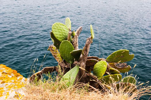 green cactus wild on marine background