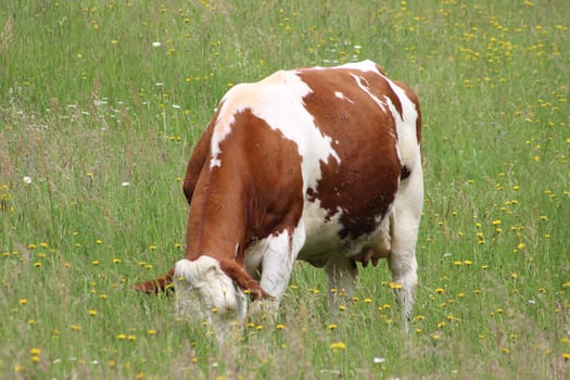 Cow in a field - Thizy les Bourgs France