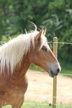 A Haflinger horse in the meadow