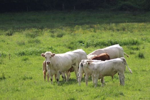 Large group of cows grazing in meadow
