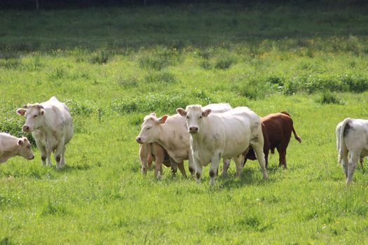 Group Of Cows Grazing On The Meadow

