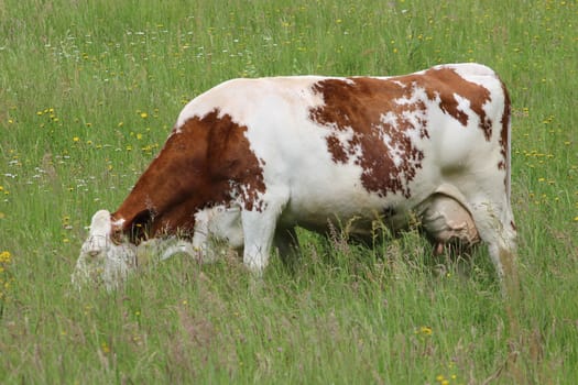 French cow in a field - Thizy les Bourgs France