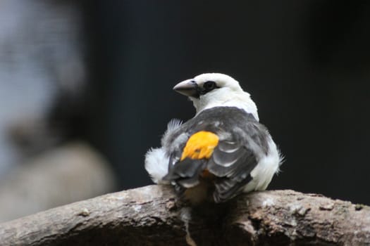 White-headed Buffalo Weaver perched on a branch