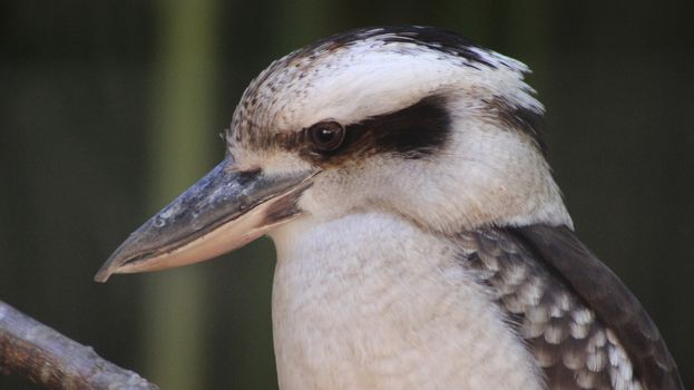 Laughing Kookaburra : a close-up of a wild bird in a tree

