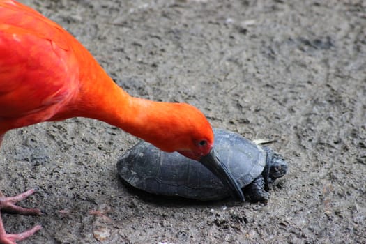 Scarlet Ibis playing with a turtle