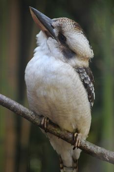 Laughing Kookaburra on a tree branch