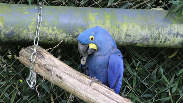 Beautiful Parrot native to central and eastern South America