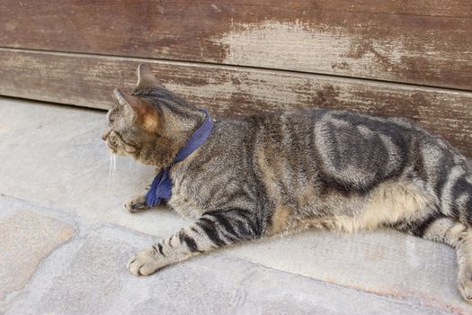 Cat lying on an floor - Vieux Lyon (France)
