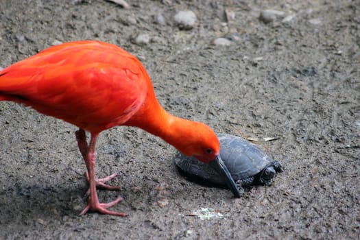 Scarlet Ibis playing with a turtle