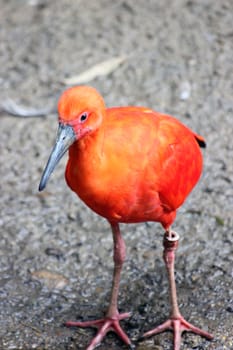 Close-up of a red Scarlet Ibis