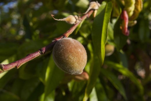 immature peach grows on tree





immature peach grows on tree







immature peach grows on tree






ummature peach on tree