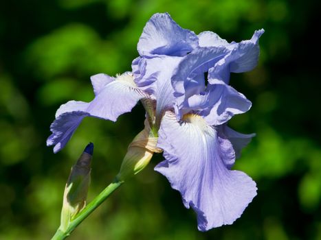 The spring garden ornament in the iris flower.