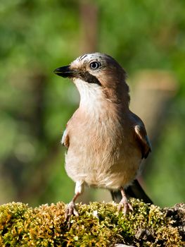 Jay bird (Garrulus glandarius) in the woods.