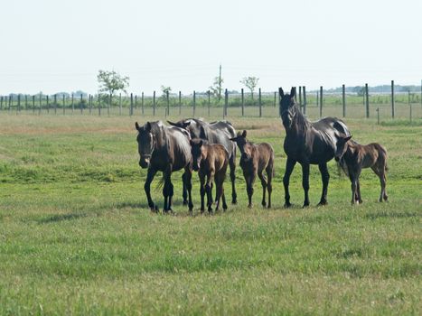 The horses graze freely on pastures green.