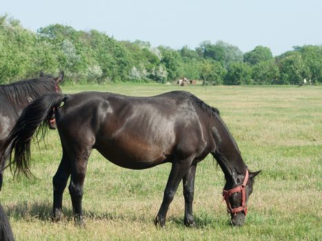 The horses graze freely on pastures green.