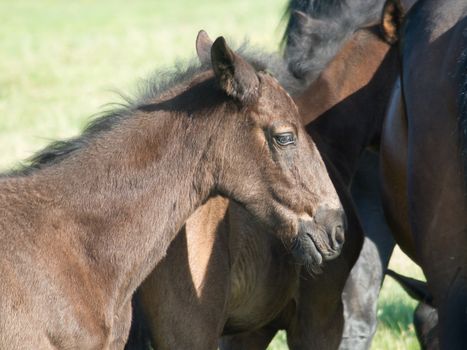 The horses graze freely on pastures green.