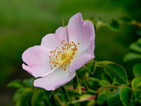 Wild Rose (Rosa Canina) in the woods.