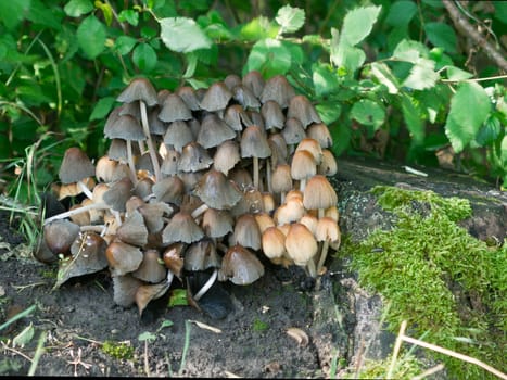 Garden Ink mushrooms (Coprinus micaceus) grows in colonies.