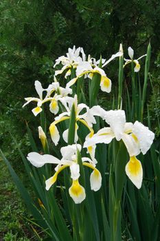 The spring garden ornament in the iris flower.