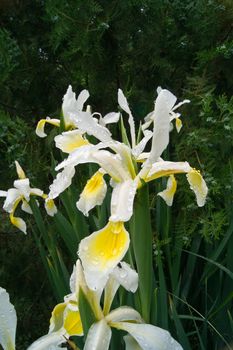 The spring garden ornament in the iris flower.