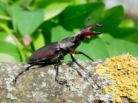 Stag beetle (Lucanus Cervus) in the oak forests of insects.