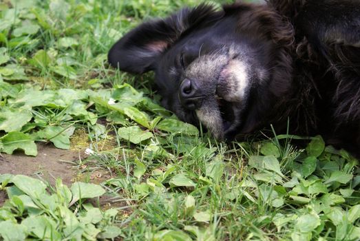 A female lab rests on the cool ground to beat the summer heat.