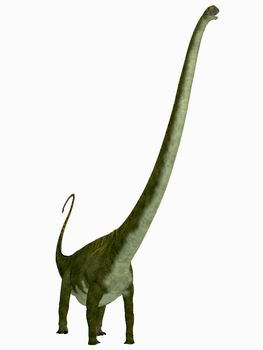 Mamenchisaurus was a herbivorous sauropod dinosaur that lived in the Jurassic Period of China.