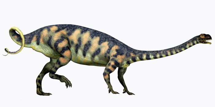 Massospondylus was a herbivorous prosauropod dinosaur that lived during the Jurassic Period of South Africa.