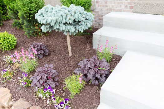 Ornamental miniature or dwarf pine tree growing amongst seasonal flowers in a flowerbed alongside steps in a formal garden with landscaped flowerbeds