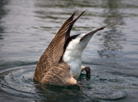 Diving Canada Goose in placid water upside down.